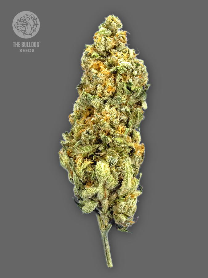 Mimosa > The Bulldog Seeds | Feminized Cannabis   |  Sativa